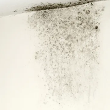 Kaip panaikinti pelėsį?