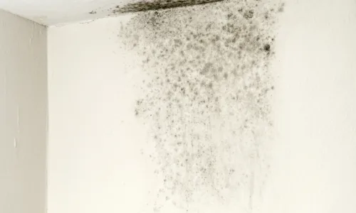 Kaip panaikinti pelėsį?